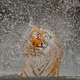 Image for article titled The winning images from Nat Geo's 2012 Photography Competition will blow you away